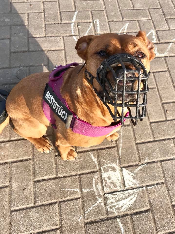 heldhunde leinen heldhun de tutwas